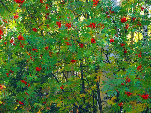 40422 (a): :1600x1200
